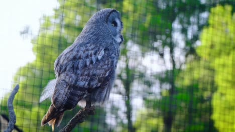 Slowmotion-shot-of-a-great-grey-owl-looking-and-taking-flight-in-its-enclosure