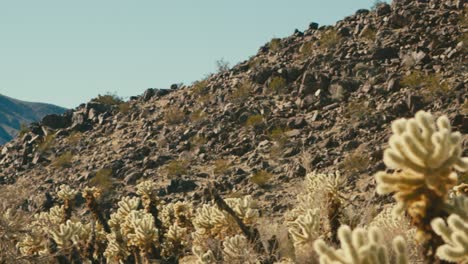 Campo-De-Cactus-Cholla-En-El-Desierto
