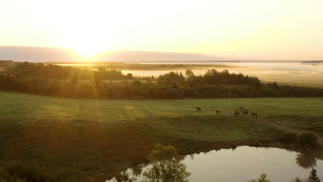 Scenic-aerial-view-of-horses-grazing-in-a-field-at-sunrise-on-a-peaceful,-country-morning
