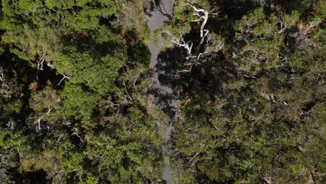 Revealing-view-of-an-Australian-native-bushland-path-below-a-Eucalyptus-forest