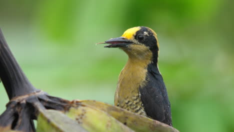 Golden-Naped-Woodpecker-in-Costa-Rica