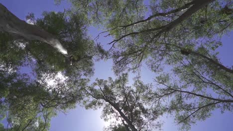 Low-angle,-slow-motion-view-of-trees-in-a-forest-at-noon