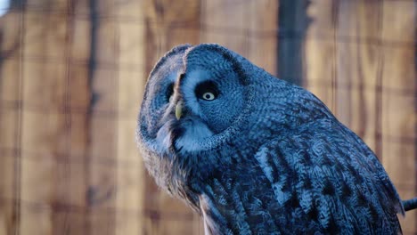 Slowmotion-shot-of-a-great-grey-owl-looking-interested-in-hunting
