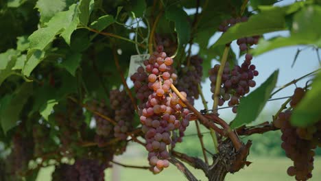 Grapes-growing-on-a-grapevine-in-a-vineyard-farm-to-make-wine