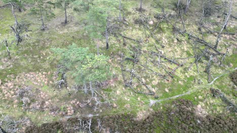 Aerial-drone-footage-of-a-small-forest-in-a-heather-national-reserve,-parc