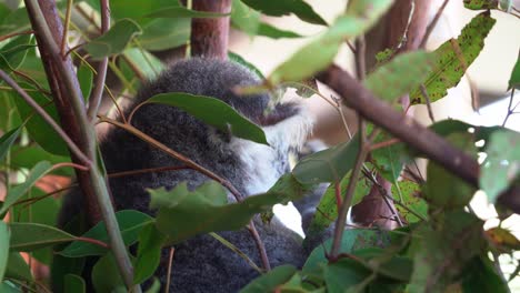Close-up-peeking-through-shot-capturing-a-cute-koala,-phascolarctos-cinereus-hiding-in-between-dense-foliage-of-eucalyptus-leaves,-scratching-its-fluffy-face-with-its-paw