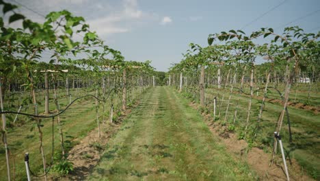 Walking-through-a-vineyard-farm-field-with-rows-of-grape-and-tomato-plants-growing