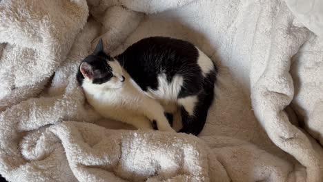 A-cat-with-black-and-white-fur-sleeps-on-a-cozy-white-blanket