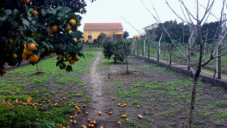 Orangenbaum-Mit-Orangen-Und-Gelbes-Haus-Im-Hintergrund-Im-Dorf
