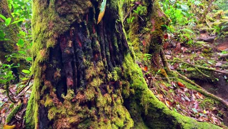 Mosses-on-trunk-in-the-morn-Seychellois-national-park-on-Mahe