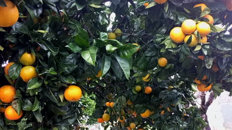 Orange-tree-laden-with-oranges,-winter-fruit