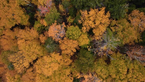 Top-down-aerial-of-beautiful-autumn-trees-with-colorful-fall-foliage