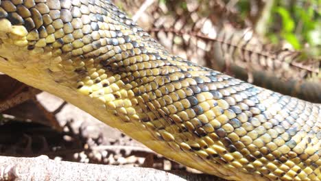 Extreme-close-up-of-a-large-snake-displaying-its-tongue-while-slithering-along-a-bush-track