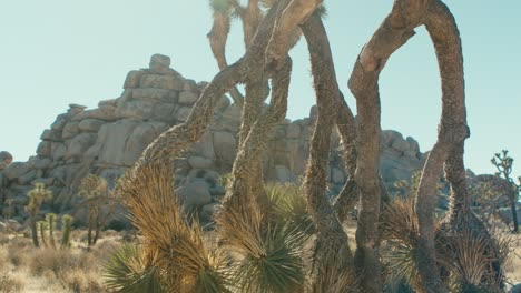Un-árbol-De-Joshua-Moribundo-En-El-Desierto