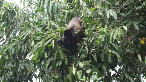 Mantled-Howler-Monkey--feeding-in-Costa-Rica