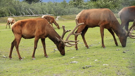 Male-Bull-Elks-Walk-Graze-and-Eat-on-Grass
