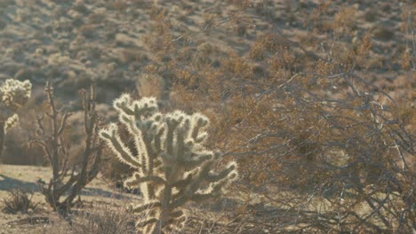 Cactus-Cholla-En-El-Parque-Nacional-Del-árbol-De-Joshua