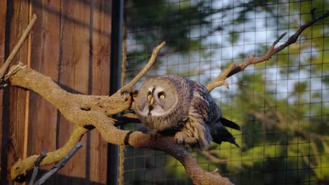 Slowmotion-shot-of-a-great-grey-owl-getting-ready-to-fly-and-attack