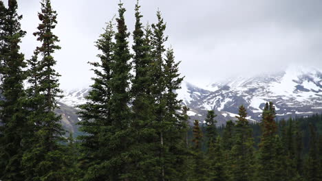 Snow-Covered-Mountains-Sit-Behind-Trees-in-Alaska-Wilderness