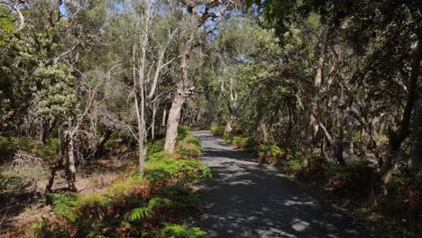 First-person-view-travelling-along-a-forest-path-through-Australian-native-trees-and-bushes