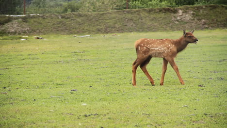 Baby-Elk-Wanders-Alone-in-Open-Field