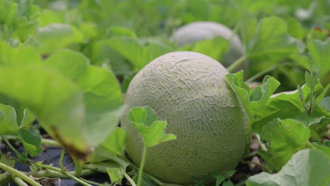 Cantaloupe-melon-growing-in-a-garden-farm-greenhouse-ripe-and-ready-to-harvest