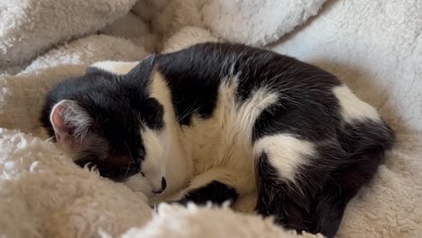 A-cat-sleeps,-breathing-calmly-in-a-cozy-blanket