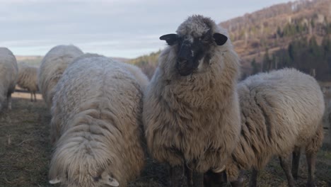 Several-Valais-Blacknose-sheep-grazing