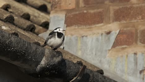 Bird-Pied-Wagtail-Perched-Old-Asbestos-House-Guttering-Slow-Motion