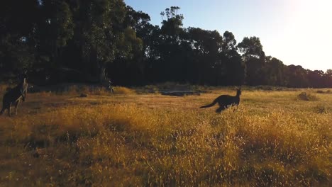 Wilde-Kängurus-2-Herde-Im-Feld-Wa-Australien-Drohnenjagd-Von-Taylor-Brant-Film