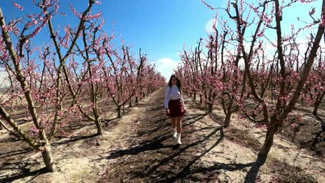 Young-woman-walking-through-rows-of-blossoming-apple-trees-on-a-warm-spring-day