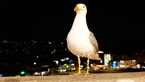 Close-up-of-a-seagull-at-night-with-the-city-lights-on-the-background