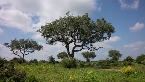 Zeitraffer-Des-Afrikanischen-Baums-Mit-Sich-Bewegenden-Wolken
