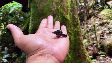 Seychelles-black-snail
This-land-snail-is-endangered-by-habitat-loss-due-to-invasive-alien-species-such-cinnamon-tree-and-small-scale-farming