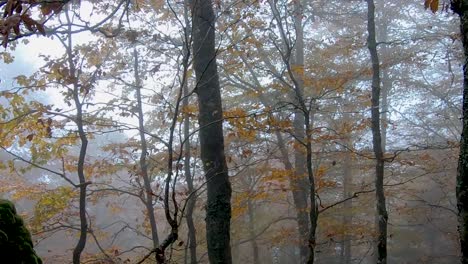 Blätter-Fallen-Langsam-Im-Herbst-In-Einem-Wald-In-Den-Spanischen-Pyrenäen