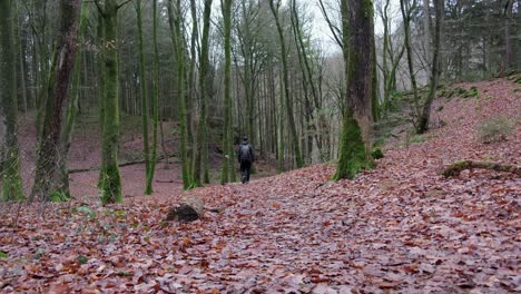 Mann,-Der-In-Der-Späten-Herbstsaison-In-Dichtem-Wald-Am-Mullerthal-wanderweg-In-Luxemburg-Von-Der-Kamera-Weggeht