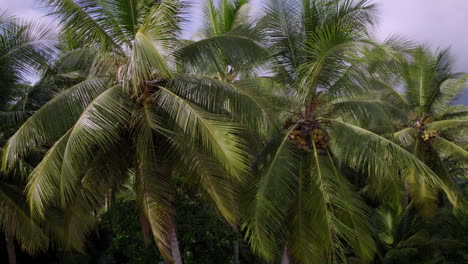Crane-Shot-Of-Fresh-Green-Fruitful-Coconut-Tree-In-Wide-Beautiful-Landscape,-Trevallyn