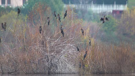 Flock-of-the-great-cormorants-or-Phalacrocorax-Carbo-standing-on-dry-branches-near-water-pond