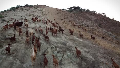 Aerial-shot-of-a-goat-herd-running-up-a-hill-side-in-search-of-food