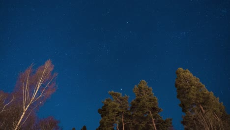 Star-time-lapse-with-trees-in-the-foreground
