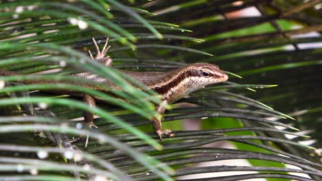 Mahe-Seychelles,-Geckos-De-Ojos-De-Bronce,-Son-Endémicos-De-Las-Seychelles-Graníticas