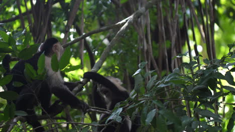 Monos-Capuchinos-De-Cara-Blanca-Peleando-En-Costa-Rica