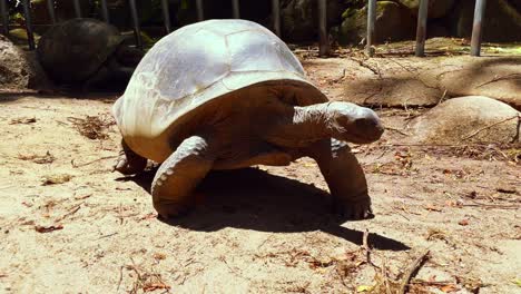 Mahe-Seychelles,-Land-giant-tortoises-inside-the-botanical-garden