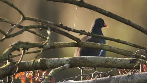 Moorhen-Bird-Perched-Isolated-In-Tree-Branches-Wild