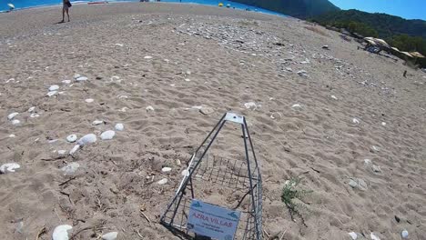 Schildkrötennest-Am-Olympus-Beach-In-Der-Region-Antalya,-Türkei