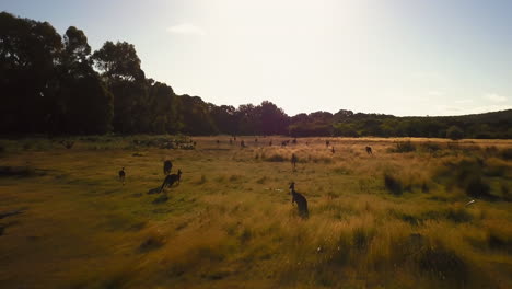 Wilde-Känguruherde-Im-Feld-Wa-Australien-Drohnenjagd-Von-Taylor-Brant-Film