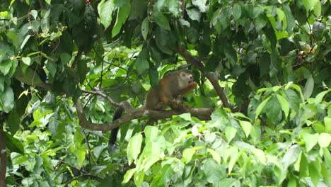 Squirrel-Monkey--feeding-in-Costa-Rica