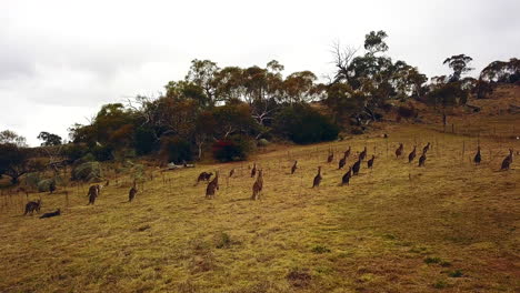 Wilde-Känguru-Herde-Auf-Dem-Feld-NSW-Australien-Drohnenjagd-Von-Taylor-Brant-Film