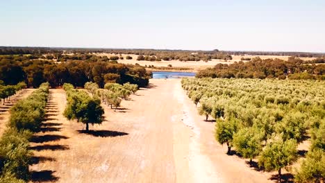 Olive-Tree-Farm-Drohne-Westaustralien-#2-Von-Taylor-Brant-Film