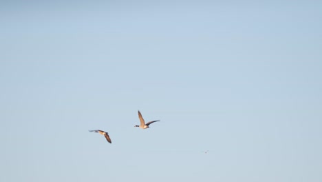 Pájaros-Voladores-Canadá-Gansos-Par-Aislado-Salvaje-Cámara-Lenta
